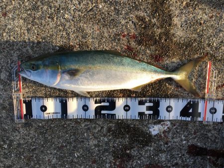 ハマチ・サゴシ